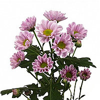(2000) хризантема кустовая сантини розовая