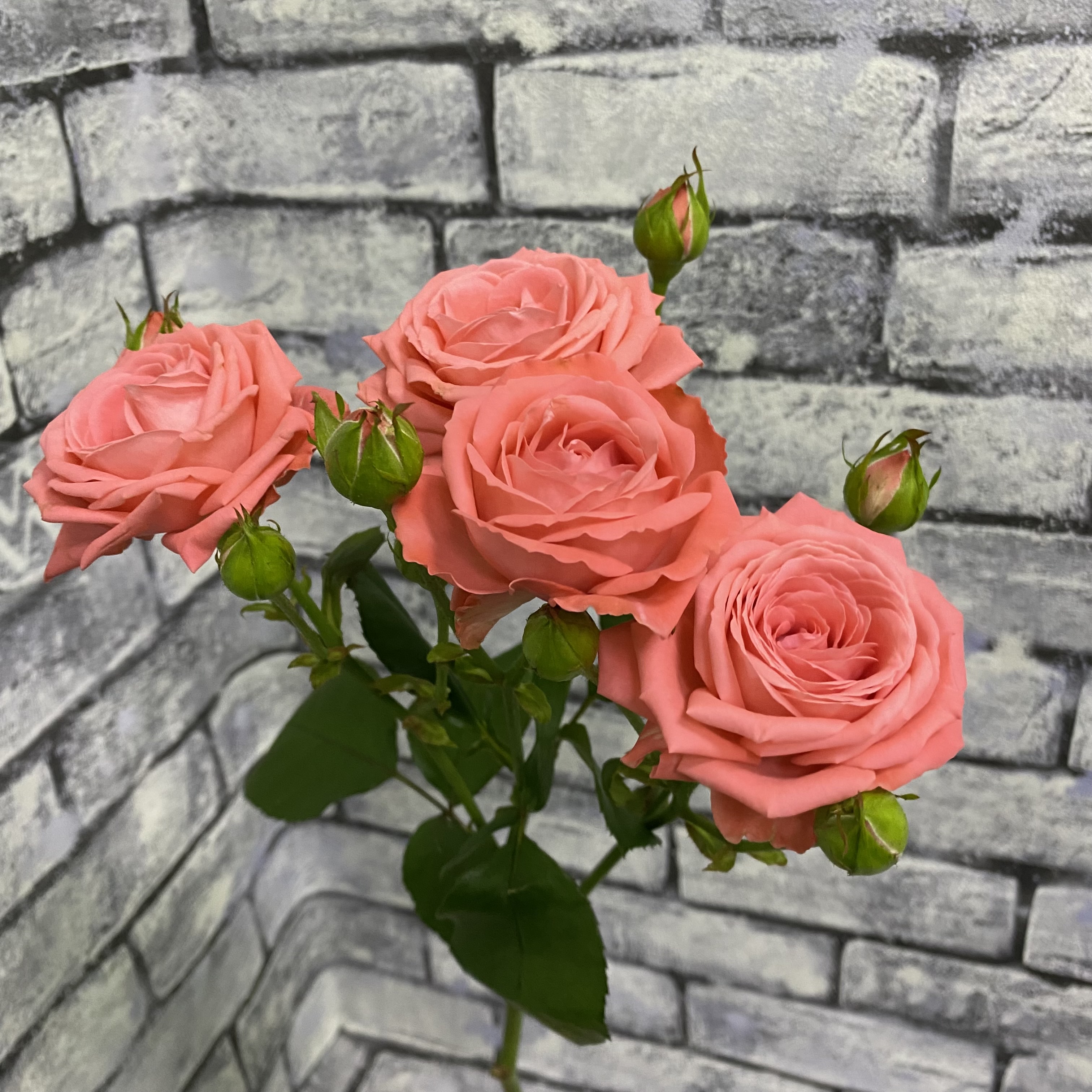 (234) Роза кустовая коралловая