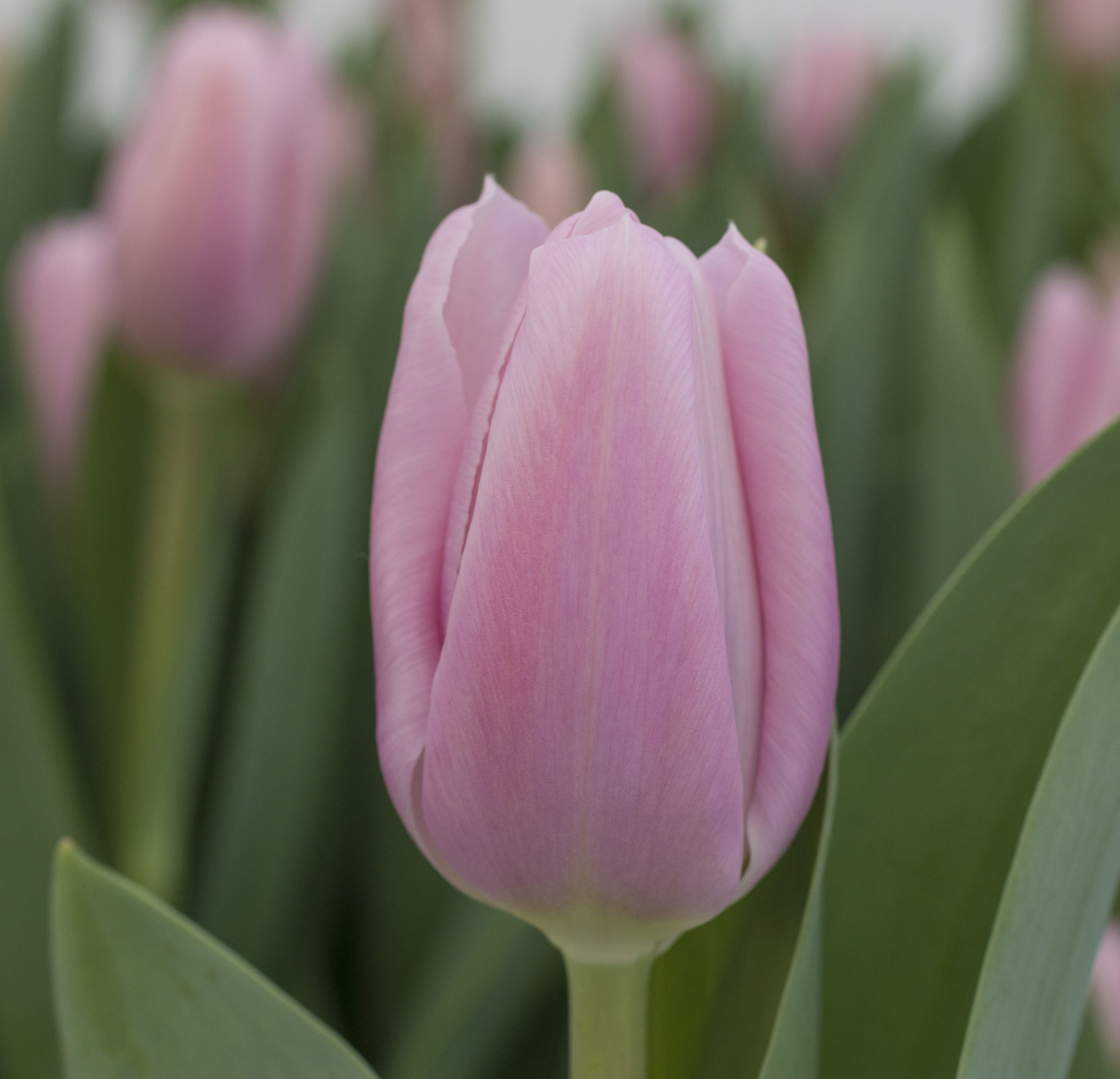 (234) тюльпан нежно-розовый