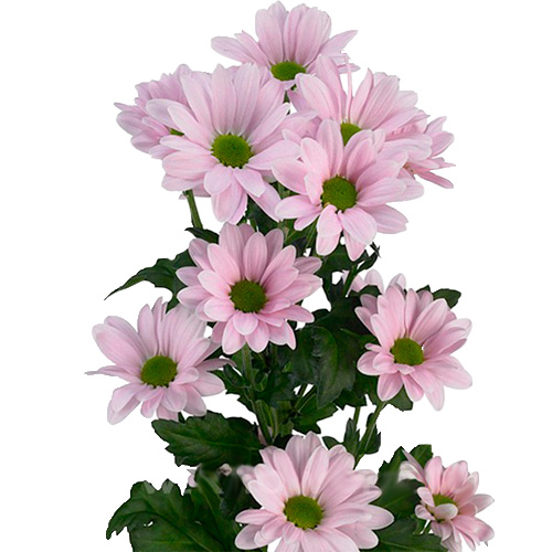 (227) хризантема кустовая баккарди розовая