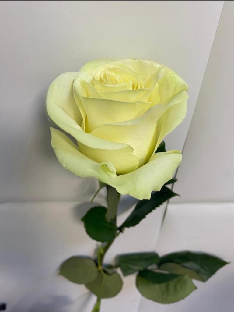  Роза белая мондиаль