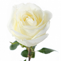 (190) Роза белая 