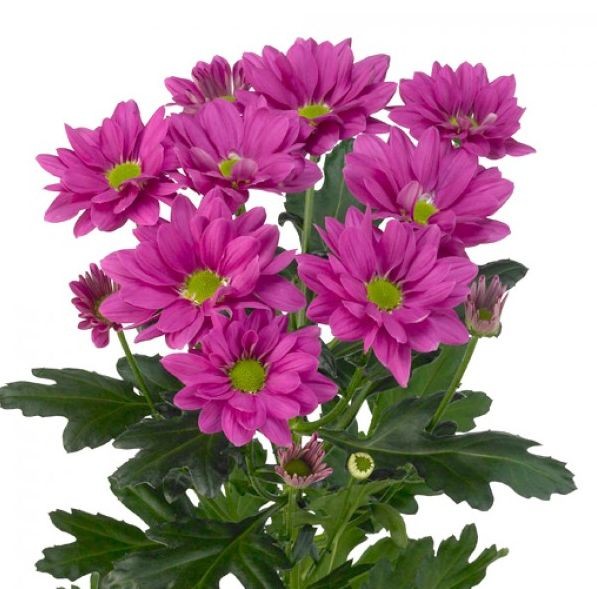 (228) хризантема кустовая фиолетовая