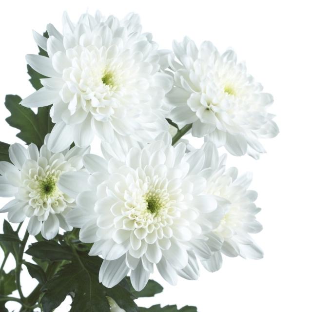 (221) хризантема кустовая белая "зембла"