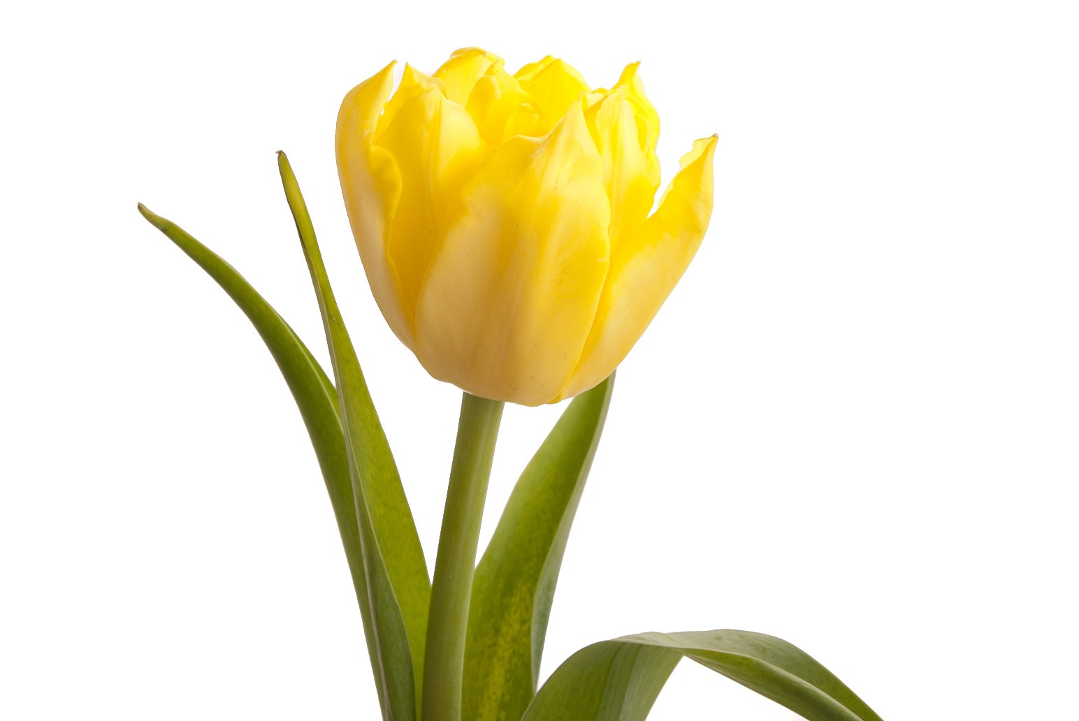 Тюльпан пионовидный желтый