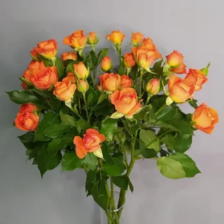 (1778) Роза кустовая оранжевая