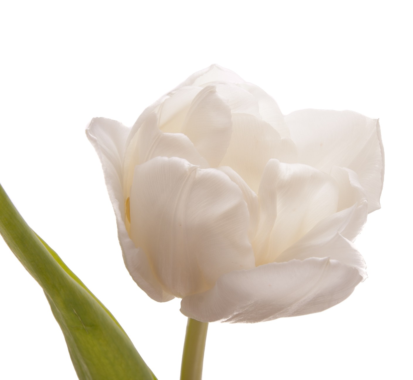 (245)  тюльпан белый пионовидный 