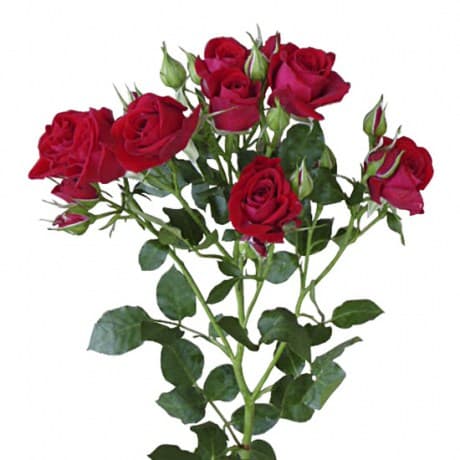 (1021) Роза кустовая красная КЕНИЯ