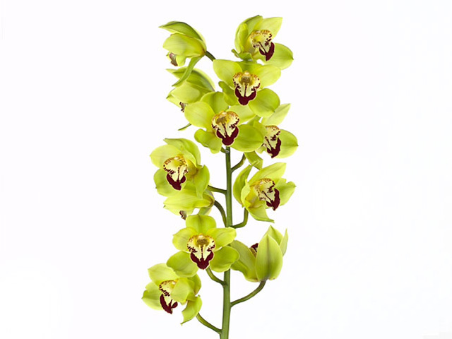 (264) орхидея зелёная