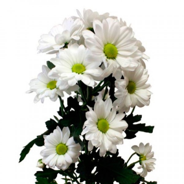 (218) хризантема кустовая баккарди белая
