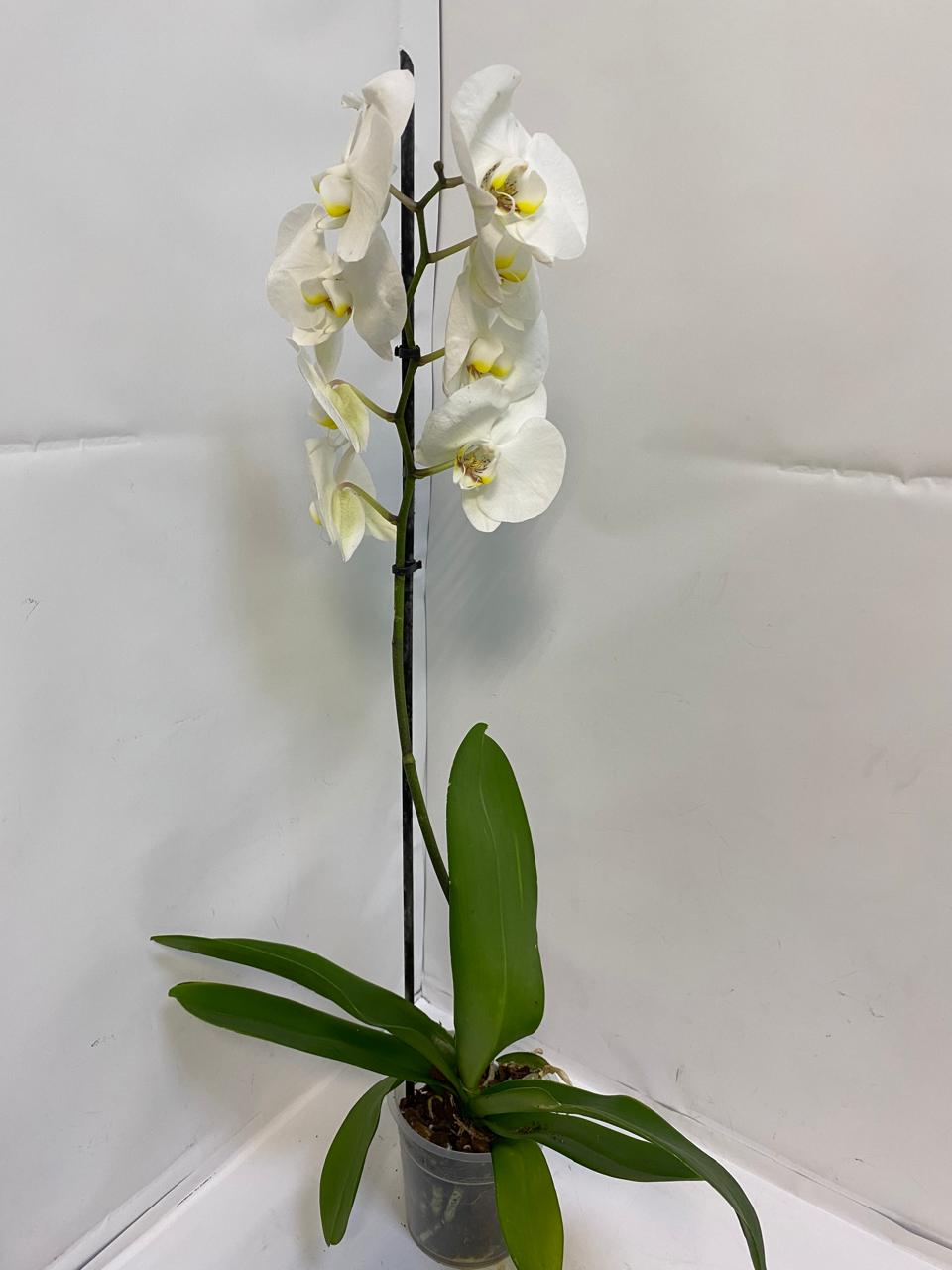 (994) Орхидея ( Фаленопсис) д.12