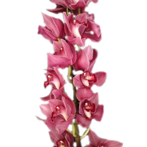 (265) орхидея красная