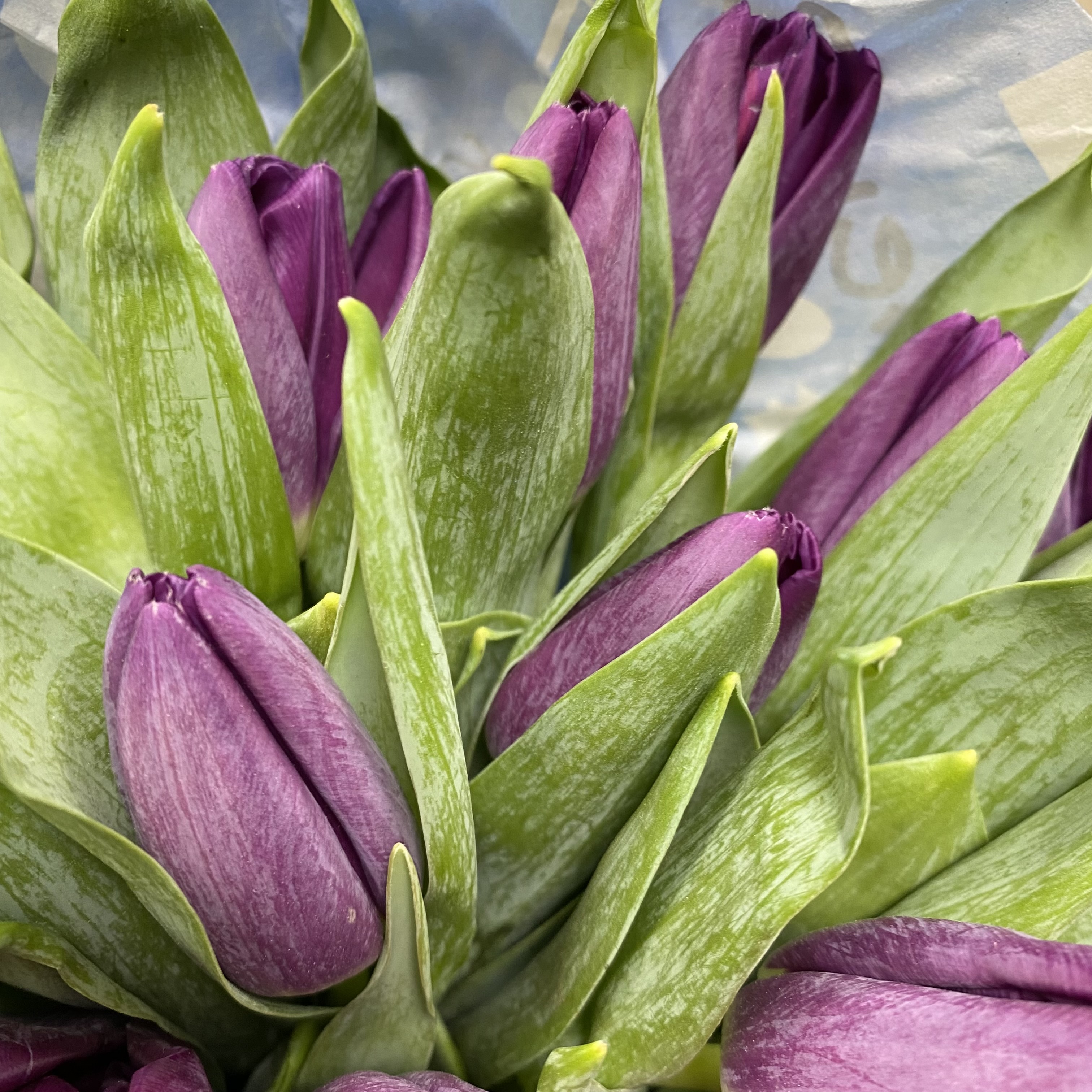 (240) тюльпан фиолетовый