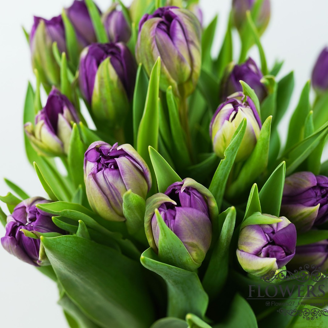 (236) Тюльпан пионовидный Фиолетовый