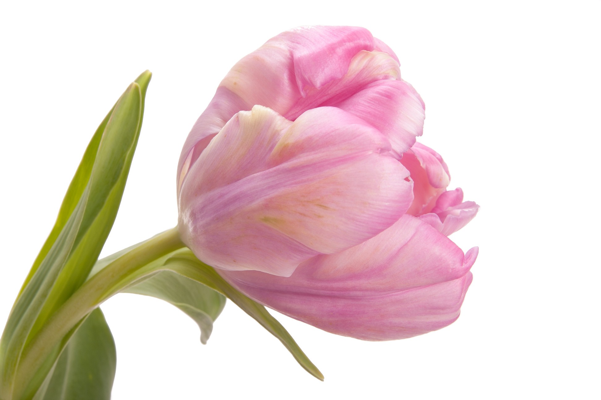 (246) тюльпан розовый пионовидный