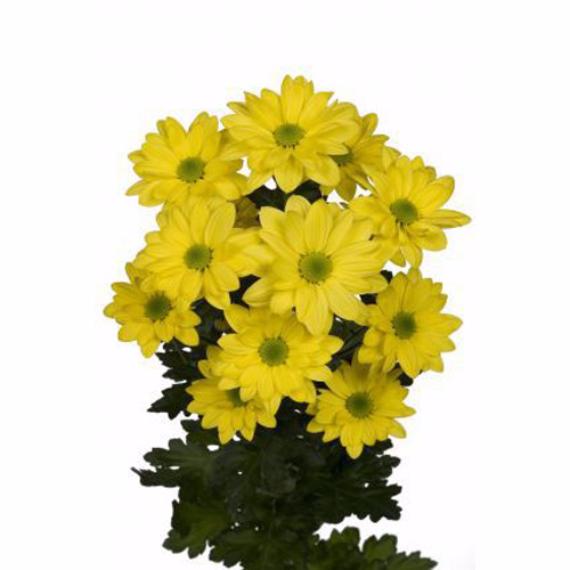 (220) хризантема кустовая баккарди желтая