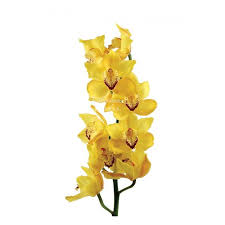 (262)орхидея желтая