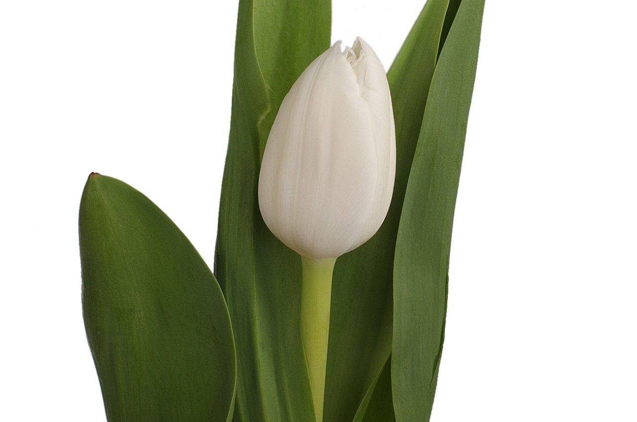 (239) тюльпан белый