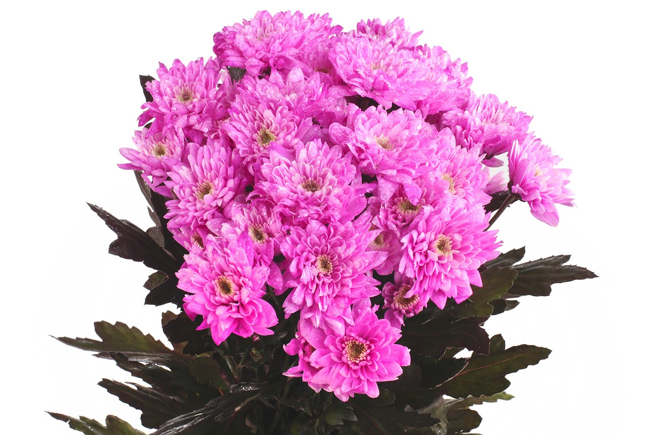 (232) хризантема кустовая крашенная зембла розовая
